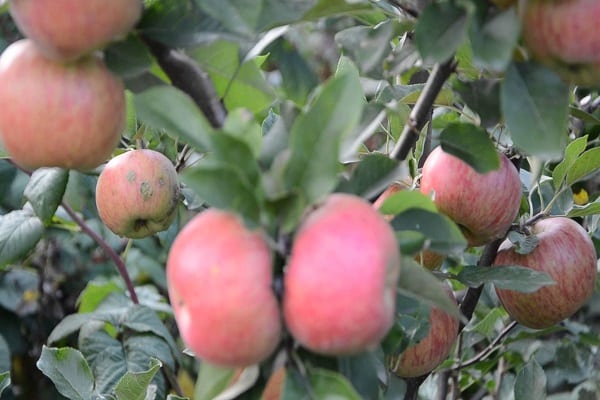 disease resistance
