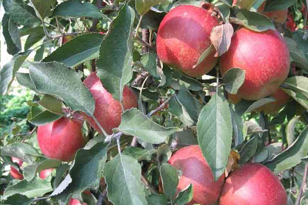ready-made fruits