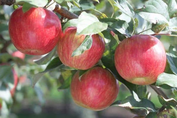 apples growing