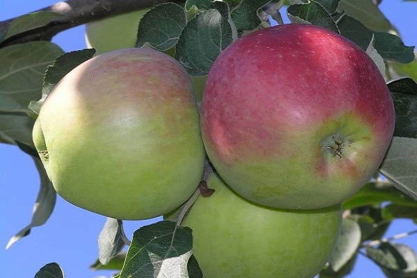 עצי תפוחים שימושיים