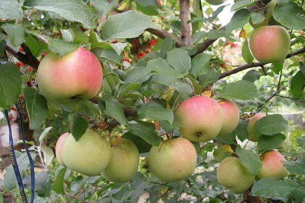 uzun zaman