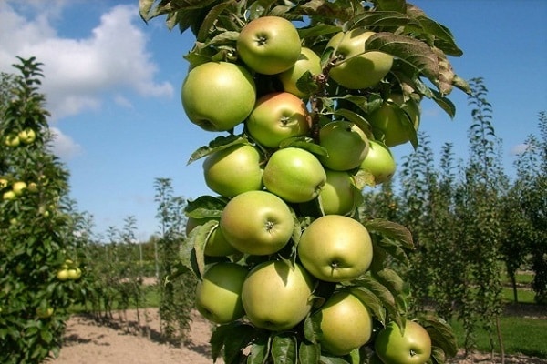 tăng sức đề kháng