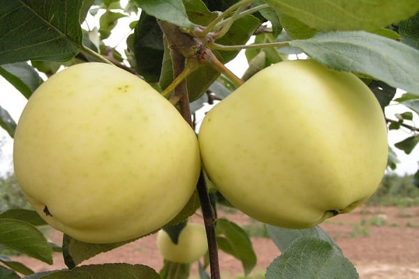 chín của trái cây