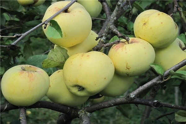 lịch sử chăn nuôi
