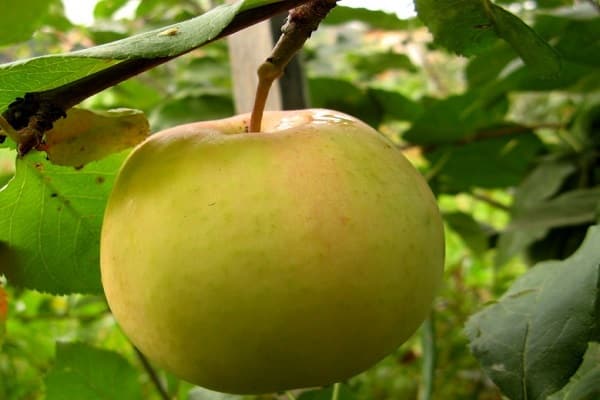 cây trưởng thành
