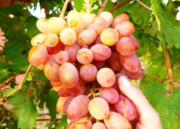 Јулиан грожђе