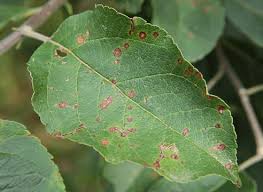 rust on the leaves