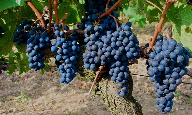 Cépage Zinfandel