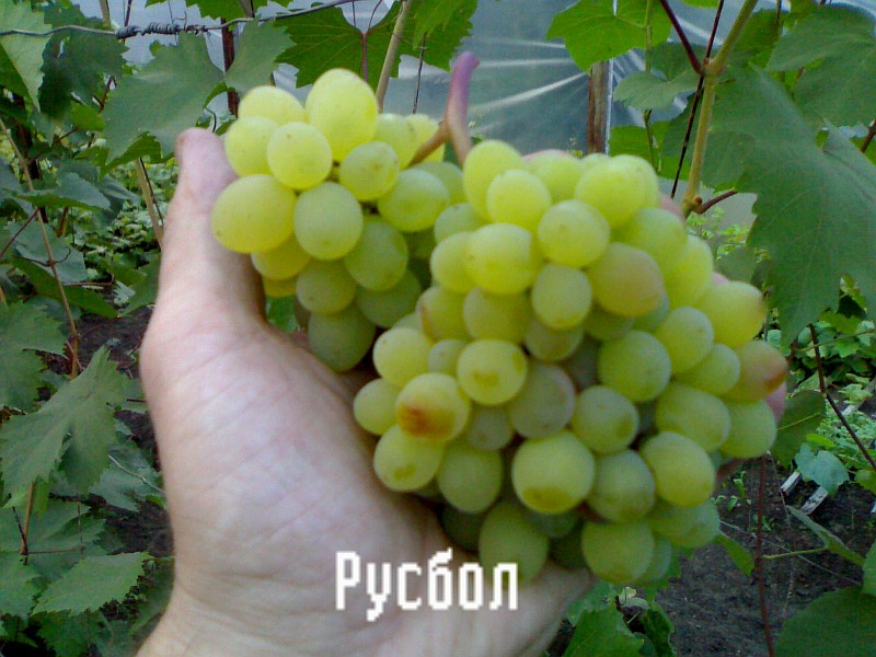 Rusbol-Trauben