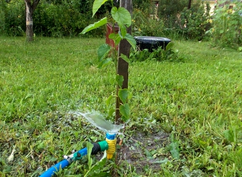 den Apfelbaum gießen