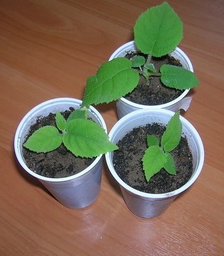 Landing af Actinidia