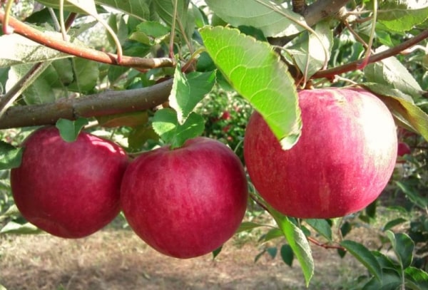 Apfelbaum Ruhm an die Gewinner