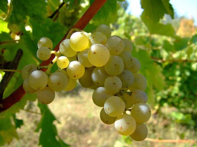 Sauvignon-Trauben