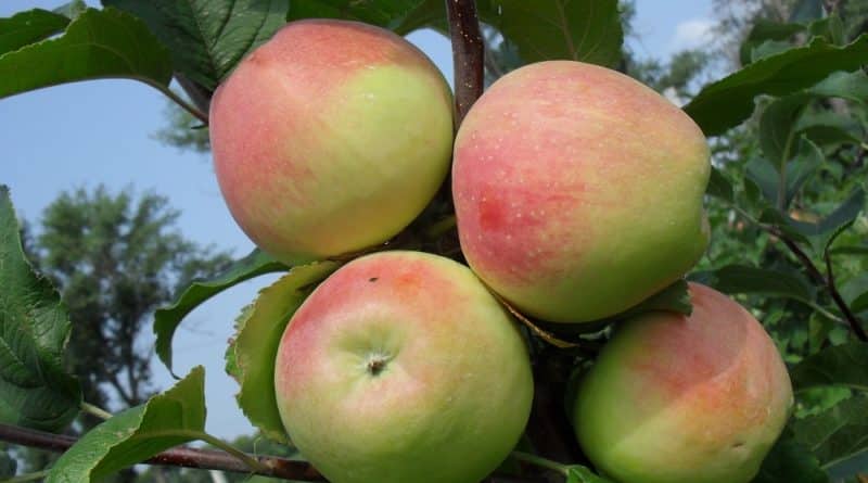 Apfelbaum Teppich