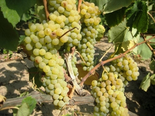 Winogrona Riesling