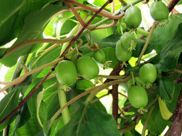 Landing af Actinidia