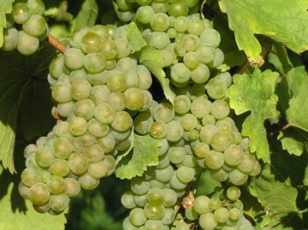 Winogrona Riesling