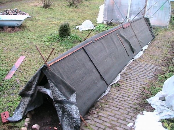 schronienie winogron