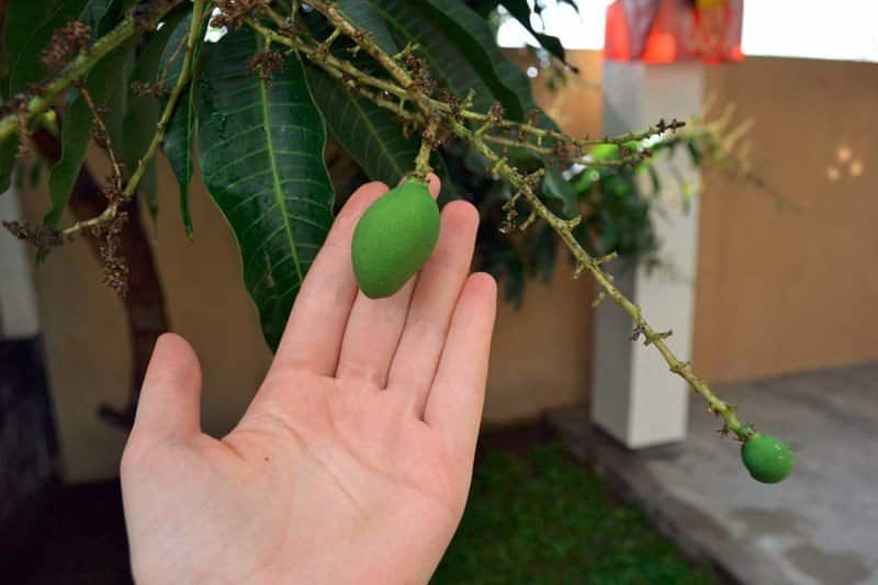 büyüyen mango