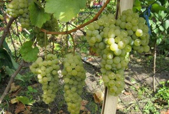winogrono cytrynowe