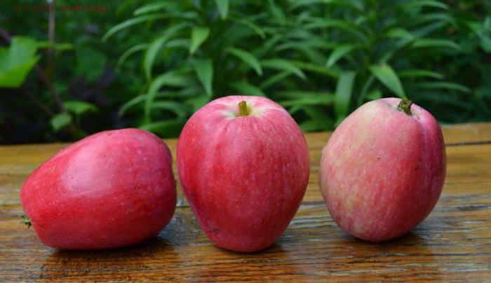 apple tree summer striped