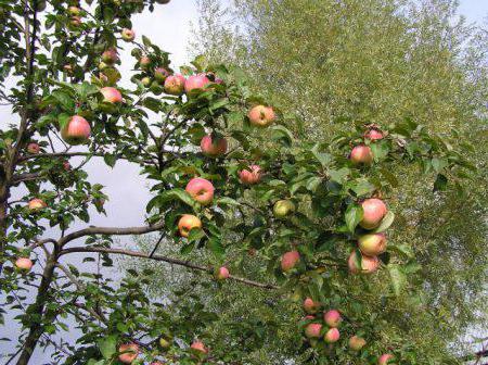 apple tree summer striped