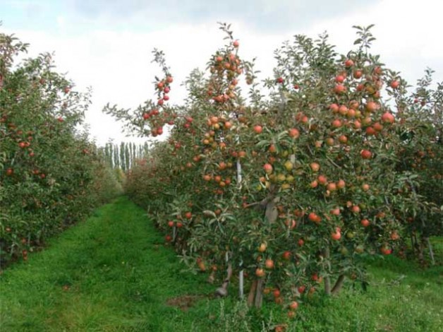 Apfelbaum
