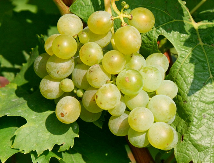 Winogrona Riesling