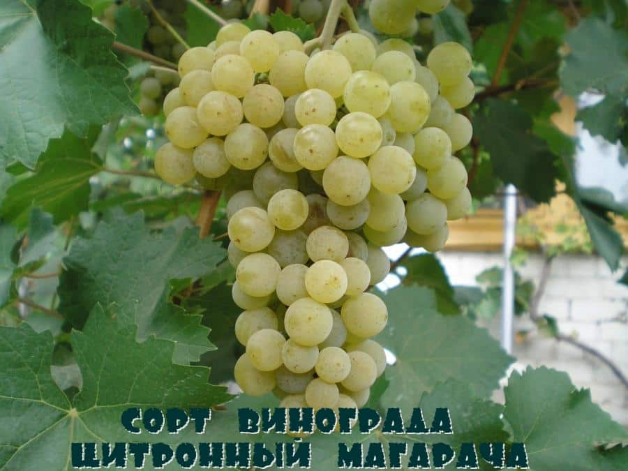 winogrono cytrynowe