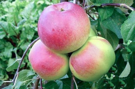 Apfelbaum Teppich