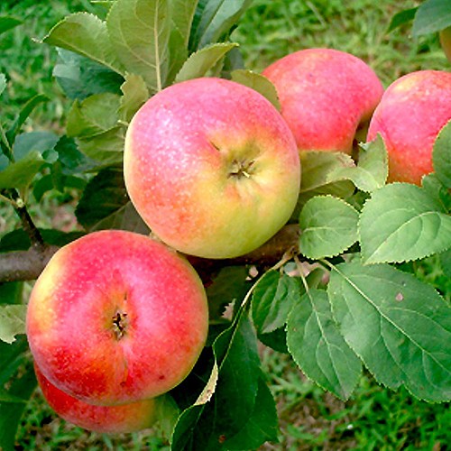 Apfelbaum