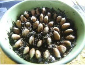 Como cultivar um limão frutífero em casa a partir de uma semente, plantar e cuidar, lutar contra doenças