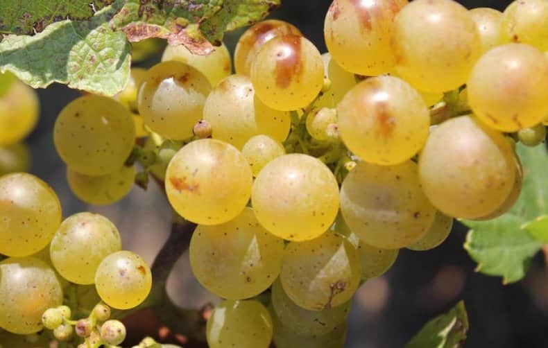 Winogrona Riesling
