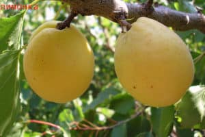 Kayısı çeşidi Limonka'nın tanımı ve verim özellikleri, yetiştirme nüansları