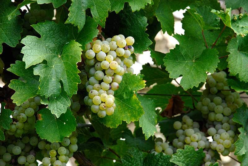Winogrona Riesling
