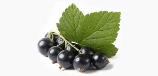 black currant