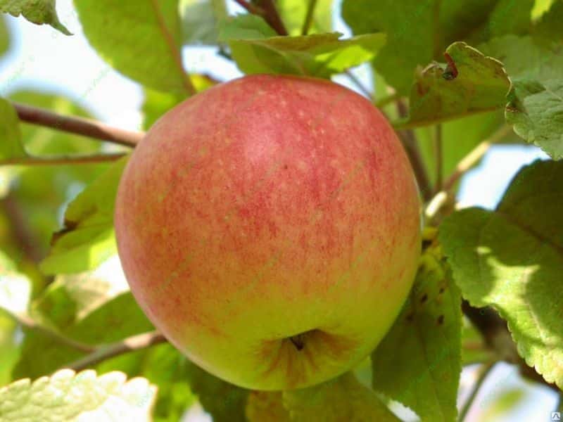 apple tree summer striped
