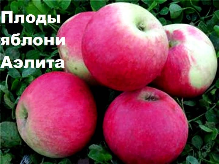 ώριμη μηλιά
