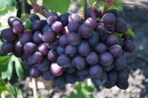 Опис и карактеристике сорте грожђа Гифт Унлит, садња и брига о виновој лози