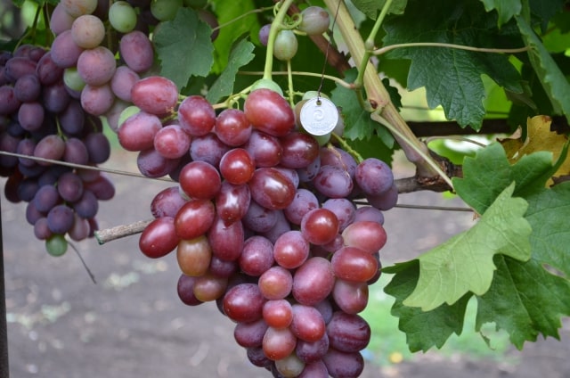 uvas un regalo para Irina