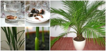 plantning af en dato