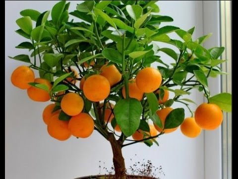 زراعة البرسيمون