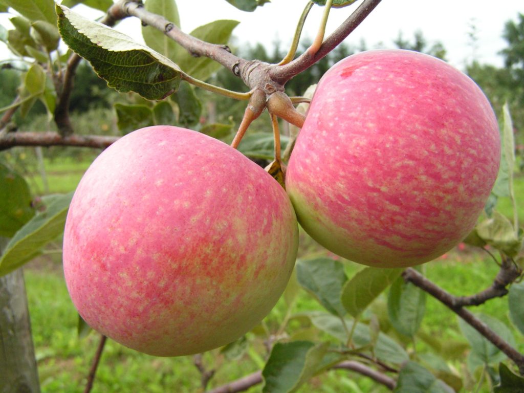 Apfelbaum