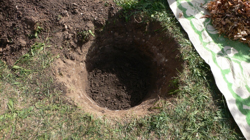 skylė medžiui