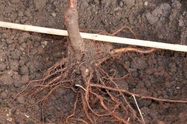 sodinti obelis