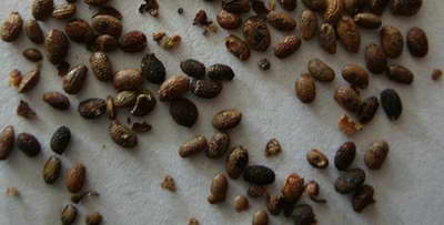 Actinidia frø