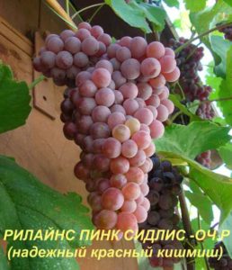 Опис и карактеристике сорте грожђа Рилинес Пинк Сидлис, историја и правила гајења
