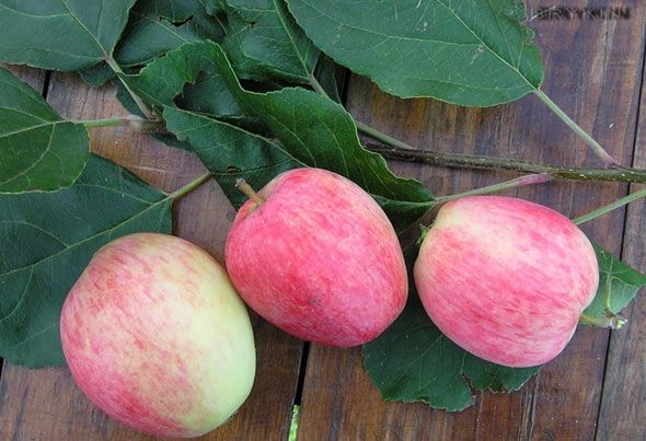 apple tree summer striped