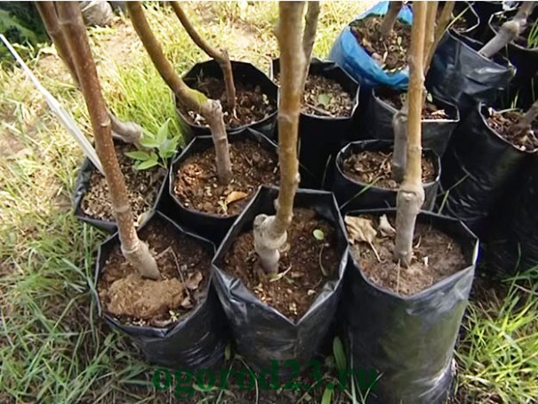 äppelplantor