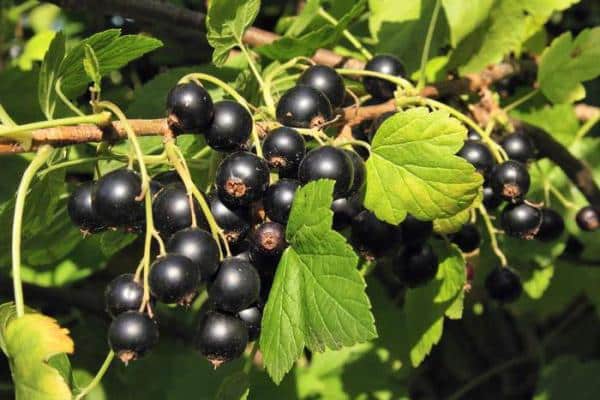 black currant